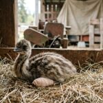 Rare Four-Legged Emu Chick Hatches in Nanaimo, Raising Questions About Animal Malformations