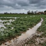 Manitoba Farmers Grapple with Weather-Induced Crop Losses Across the Province