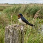 Tree Swallows in Canada Face Alarming Declines as Insect Populations Dwindle
